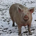 Biohof Liebhart * Obing